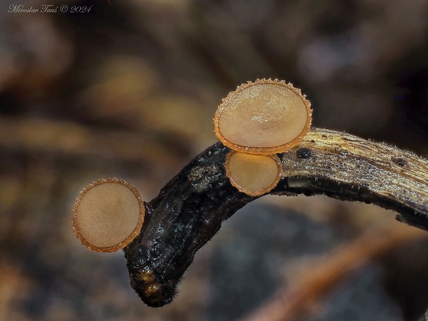 terčovka Rutstroemia sydowiana (Rehm) W.L. White