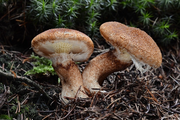 hríbovec dutohlúbikový Suillus cavipes (Opat.) A.H. Sm. & Thiers