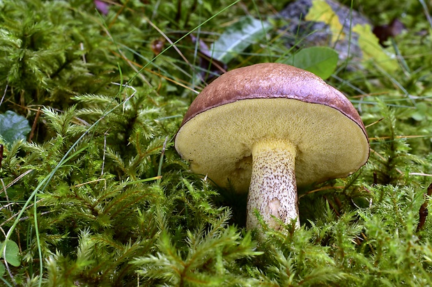 masliak Suillus sp.