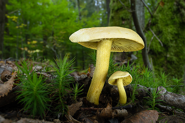 čírovka sírovožltá Tricholoma sulphureum (Bull.) P. Kumm.