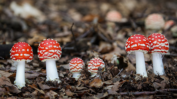 muchotrávka červená Amanita muscaria (L.) Lam.