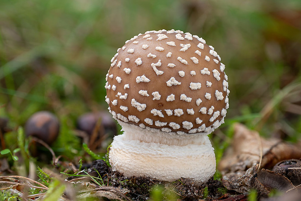 muchotrávka tigrovaná Amanita pantherina (DC.) Krombh.