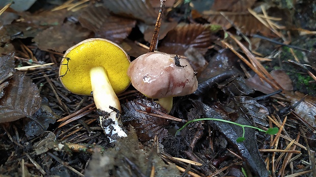 zlatohríb úhľadný Aureoboletus gentilis (Quél.) Pouzar