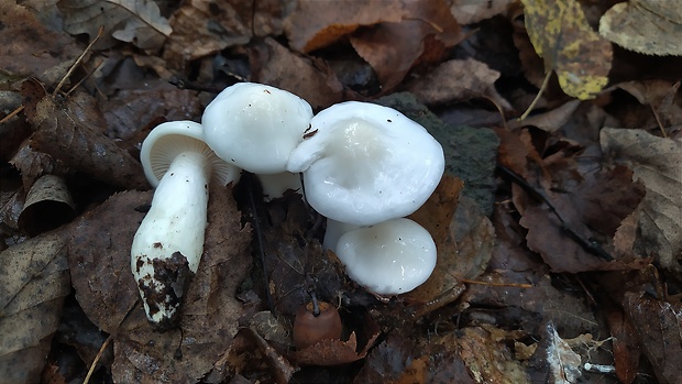 šťavnačka slonovinová Hygrophorus eburneus (Bull.) Fr.