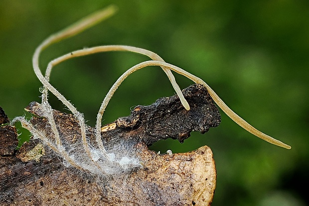 kyjovka tenká Macrotyphula juncea (Alb. & Schwein.) Berthier