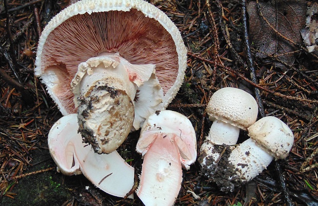 pečiarka šupinkatá Agaricus squamulifer (F.H. Møller) Pilát