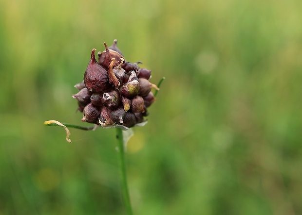 cesnak poľný Allium vineale L.