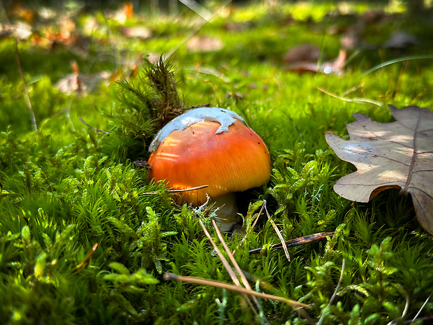 muchotrávka cisárska Amanita caesarea (Scop.) Pers.