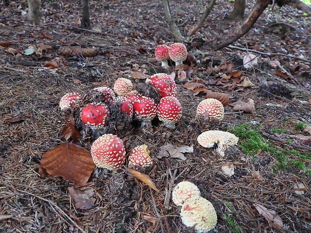 muchotrávka červená Amanita muscaria (L.) Lam.