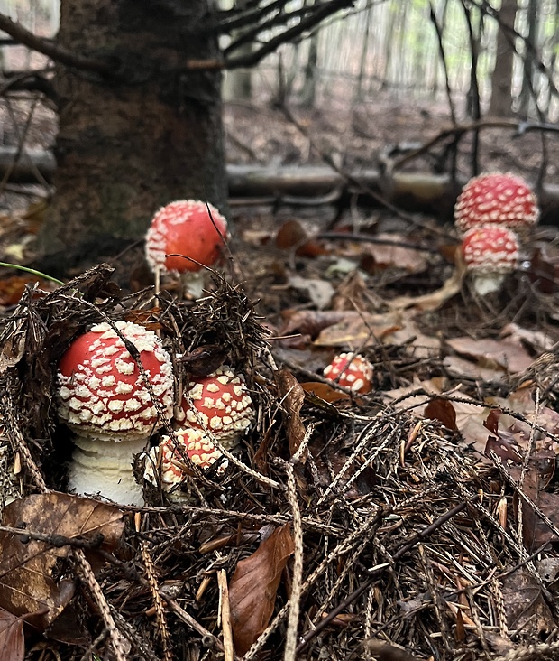 muchotrávka červená Amanita muscaria (L.) Lam.