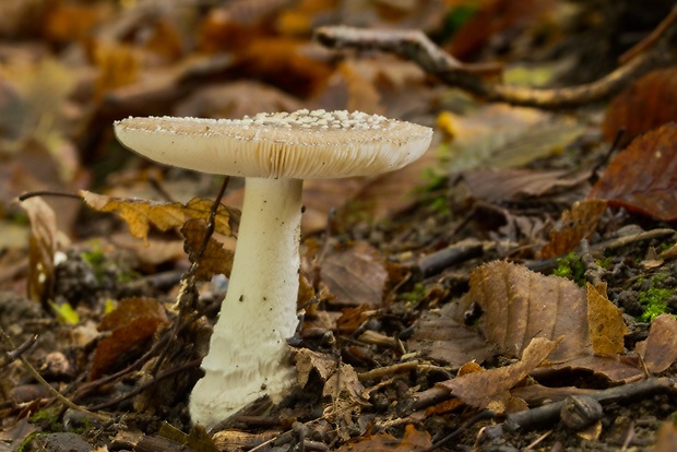 muchotrávka tigrovaná Amanita pantherina (DC.) Krombh.