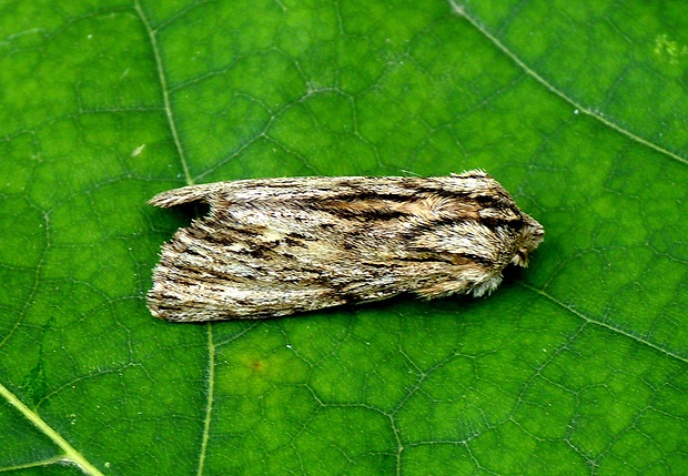 mora novembrová Asteroscopus sphinx