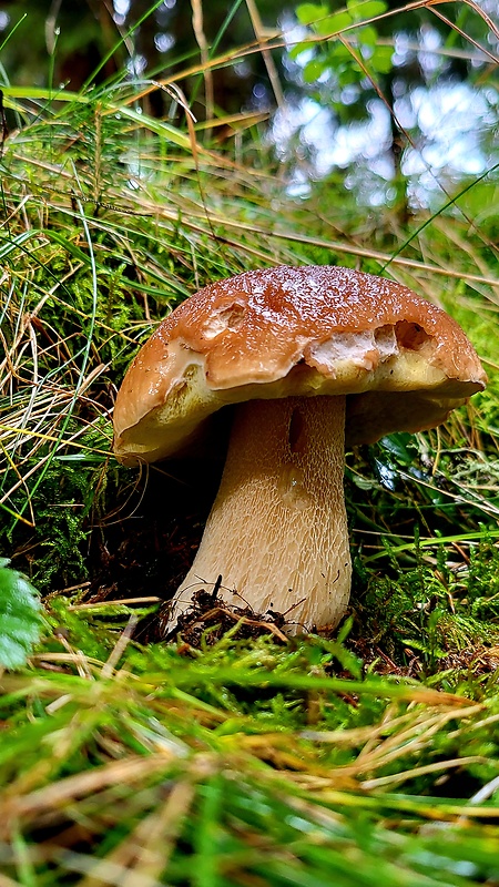 hríb smrekový Boletus edulis Bull.