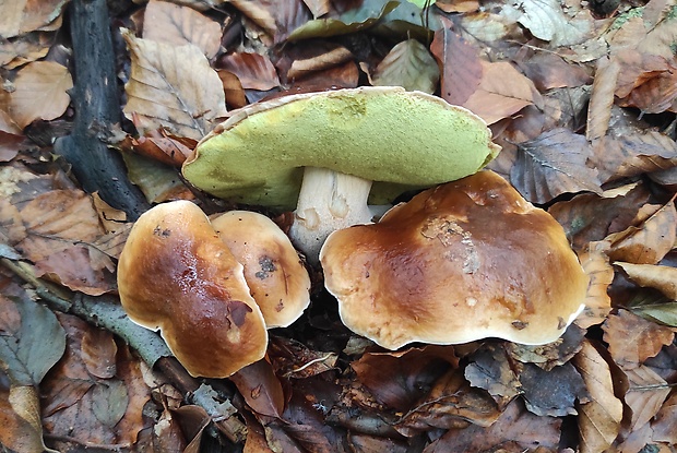 hríb smrekový Boletus edulis Bull.