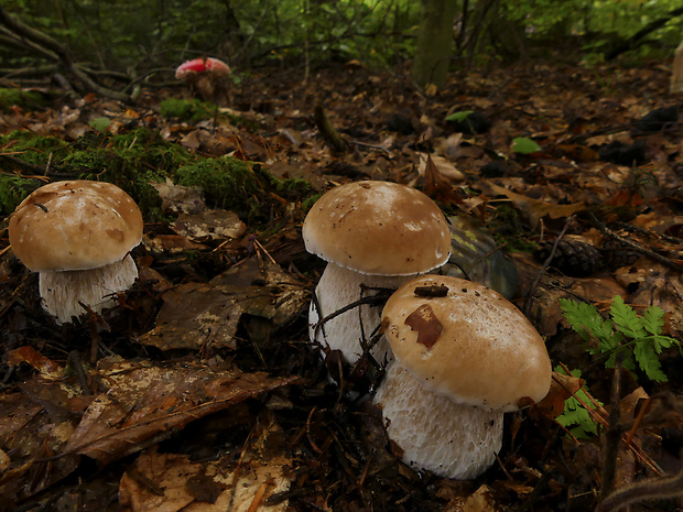 hríb smrekový Boletus edulis Bull.