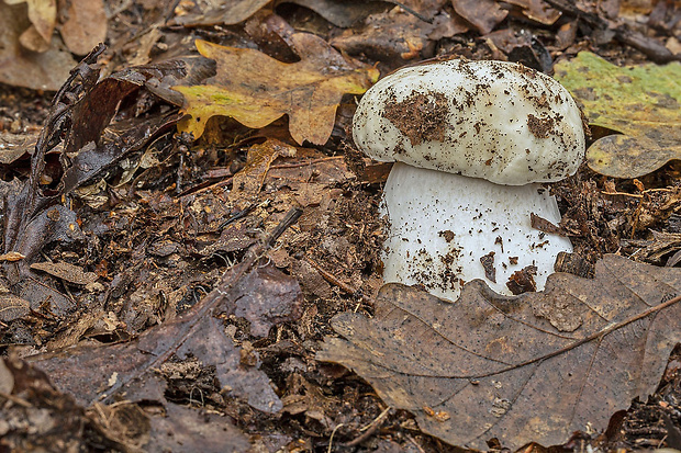 hríb smrekový Boletus edulis Bull.