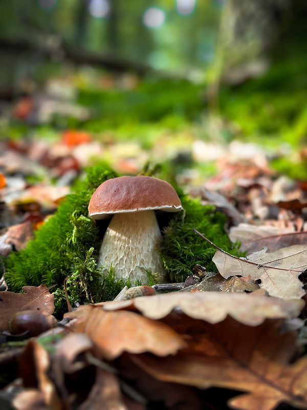 hríb smrekový Boletus edulis Bull.