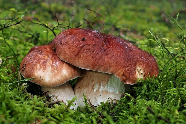 hríb sosnový Boletus pinophilus Pil. et Dermek in Pil.