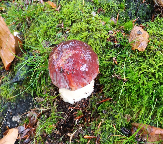 hríb sosnový Boletus pinophilus Pil. et Dermek in Pil.