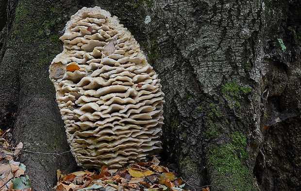 zubček severský Climacodon septentrionalis (Fr.) P. Karst.