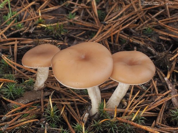 strmuľka mäsovohnedá Clitocybe diatreta (Fr.) P. Kumm.