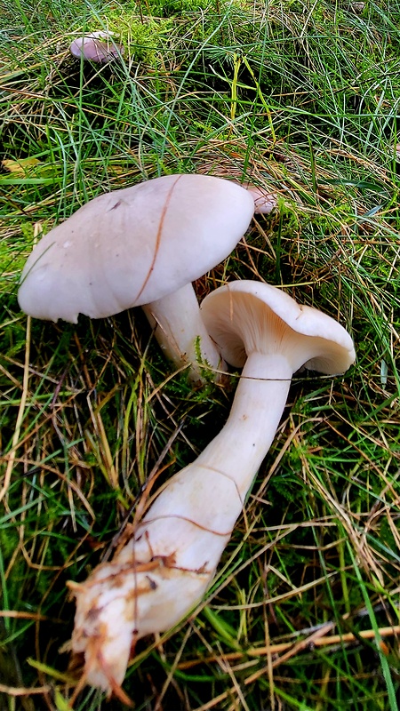 strmuľka inovaťová Clitocybe nebularis (Batsch) P. Kumm.