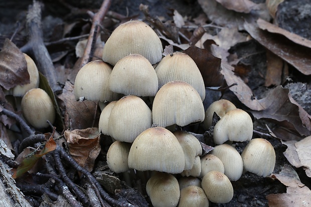 hnojník Coprinellus sp.