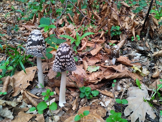 hnojník strakatý Coprinopsis picacea (Bull.) Redhead, Vilgalys & Moncalvo