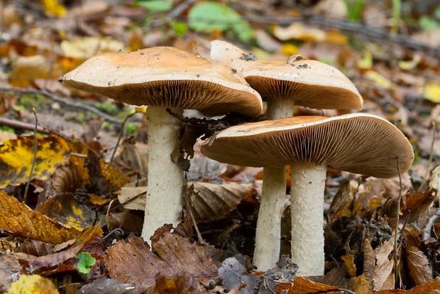 pavučinovec Cortinarius sp.