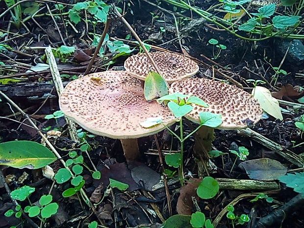 bedlička ostrošupinatá Echinoderma asperum (Pers.) Bon