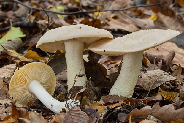 hodvábnica veľká Entoloma sinuatum (Bull.) P. Kumm.