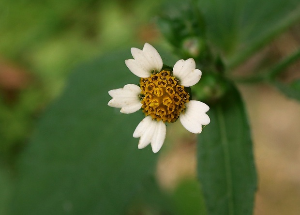 žltnica pŕhľavolistá Galinsoga urticifolia (Humb., Bonpl. et Kunth) Benth.