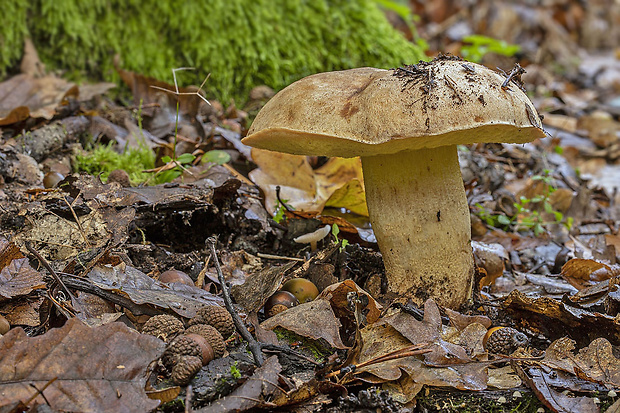 hríb plavý Hemileccinum impolitum (Fr.) Šutara