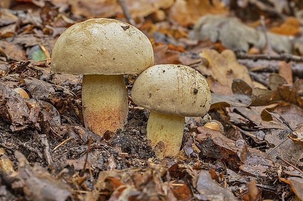 hríb plavý Hemileccinum impolitum (Fr.) Šutara