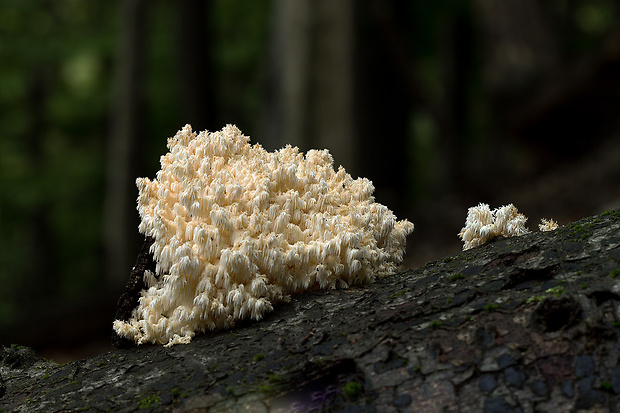 koralovec bukový Hericium coralloides (Scop.) Pers.