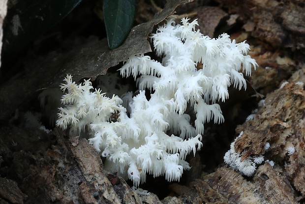 koralovec bukový Hericium coralloides (Scop.) Pers.