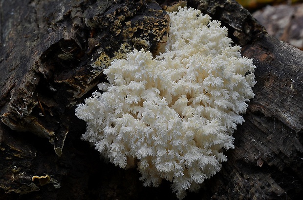 koralovec bukový Hericium coralloides (Scop.) Pers.