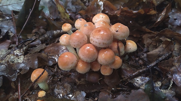 strapcovka Hypholoma sp.