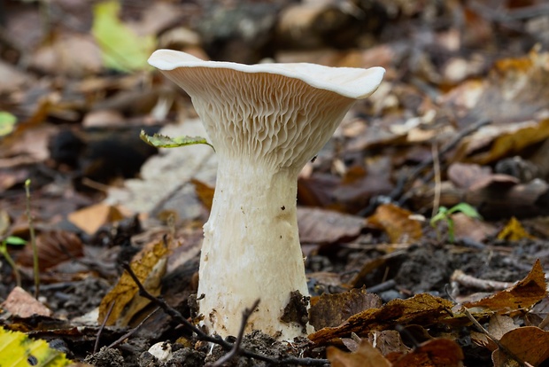 strmuľka veľká Infundibulicybe geotropa (Bull.) Harmaja