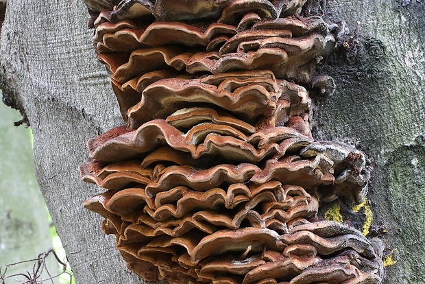 ryšavec bukový Inonotus nodulosus (Fr.) P. Karst.