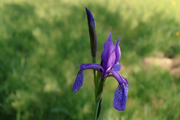 kosatec sibírsky Iris sibirica L.