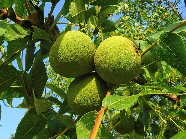 orech čierny Juglans nigra L.