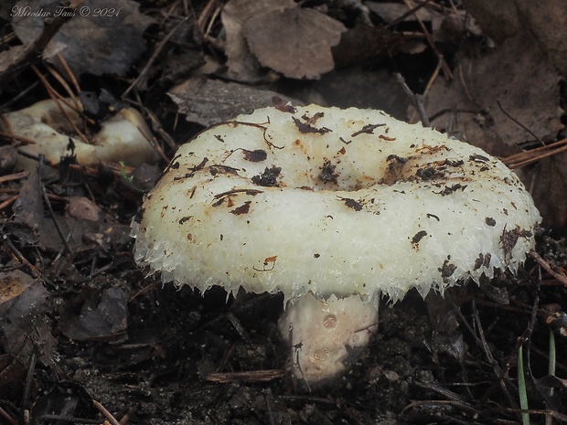 rýdzik vodnatopásikavý Lactarius aquizonatus Kytöv.