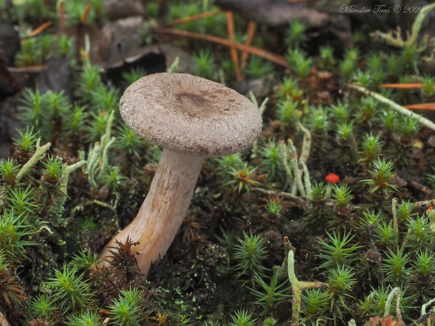 rýdzik kokosový Lactarius mammosus Fr.