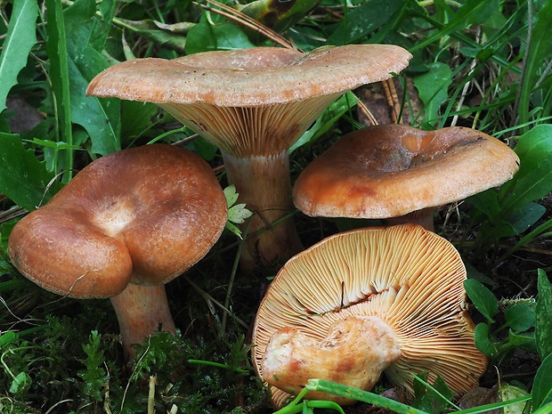 rýdzik oranžovokrvavý Lactarius semisanguifluus R. Heim & Leclair