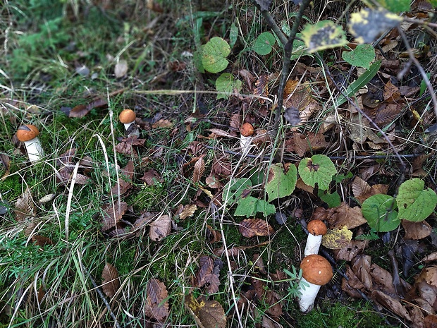 kozák osikový Leccinum albostipitatum den Bakker & Noordel.