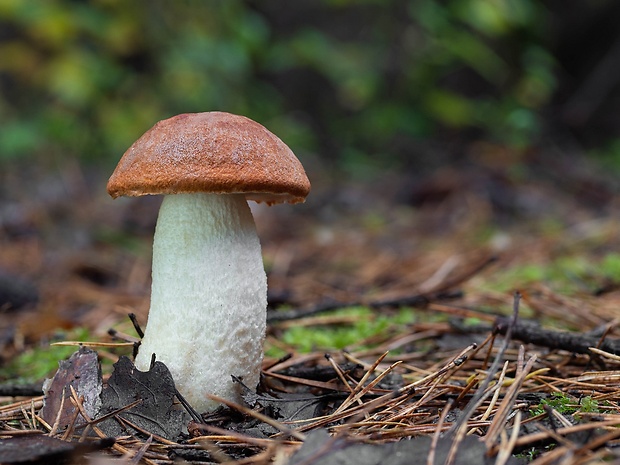 kozák osikový Leccinum albostipitatum den Bakker & Noordel.