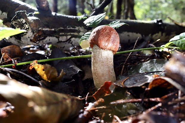 kozák osikový Leccinum albostipitatum den Bakker & Noordel.