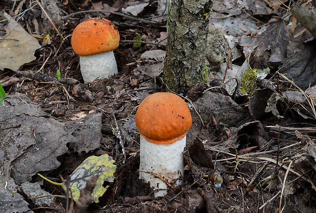 kozák osikový Leccinum albostipitatum den Bakker & Noordel.