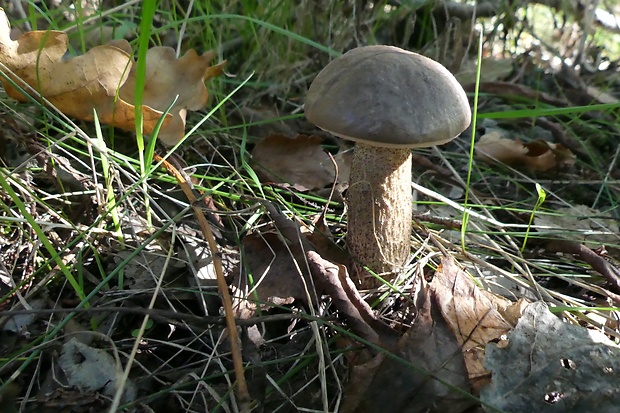 kozák topoľový Leccinum duriusculum (Schulzer ex Kalchbr.) Singer